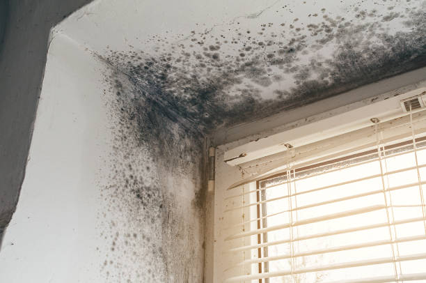 Affordable Crawl Space Mold Removal solutions in Milton, MA