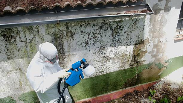 Top rated local Crawl Space Mold Removal specialists in Milton, MA